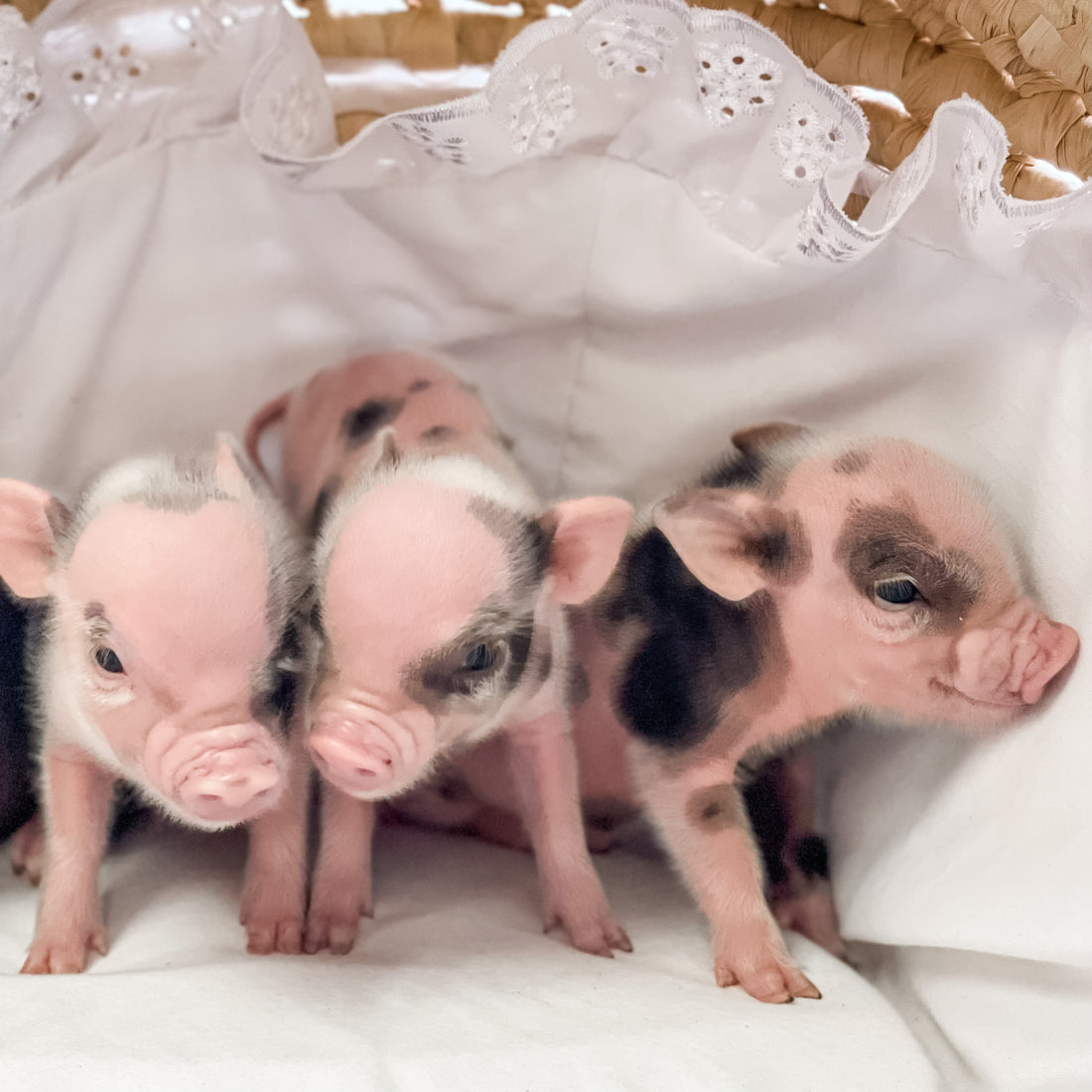 Mini Pig Companionship: Why Two is Better Than One