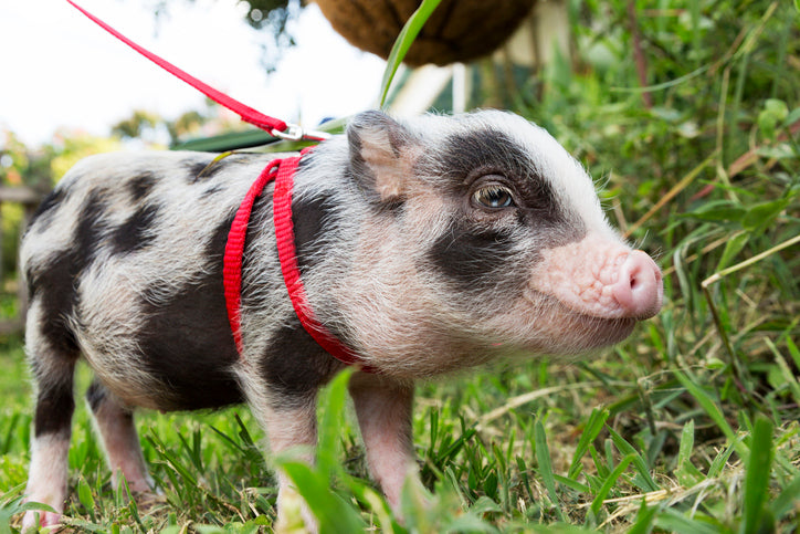 Lead the Way: Tips for Halter Training Your Mini Pig