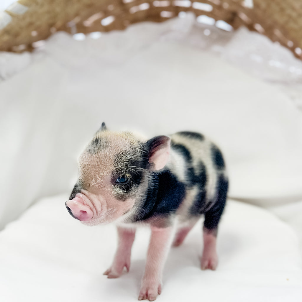XXS - 01-14-25 - Queen Skittles - Female - Juliana Mini Pig