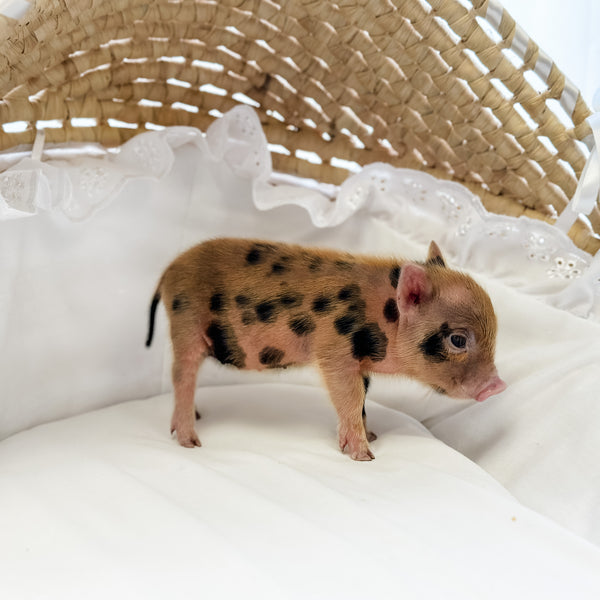 XXS - 08-05-23 - Hattie - Female - Juliana Mini Pig