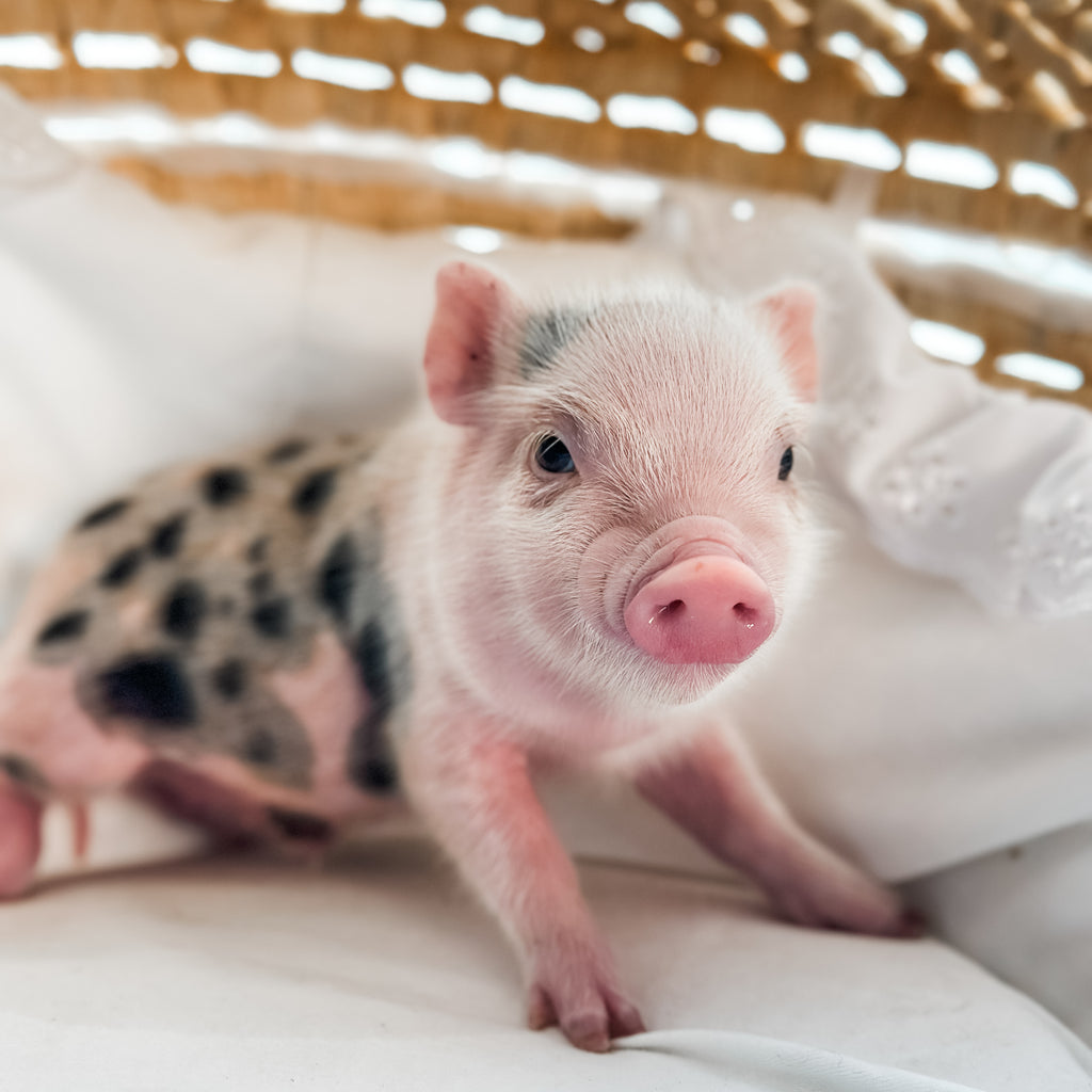 04-12-25 - Baby Buttermilk - Male - Juliana x American Mini Pig