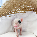XXS - 08-05-23 - Sebastian - Male - Juliana Mini Pig