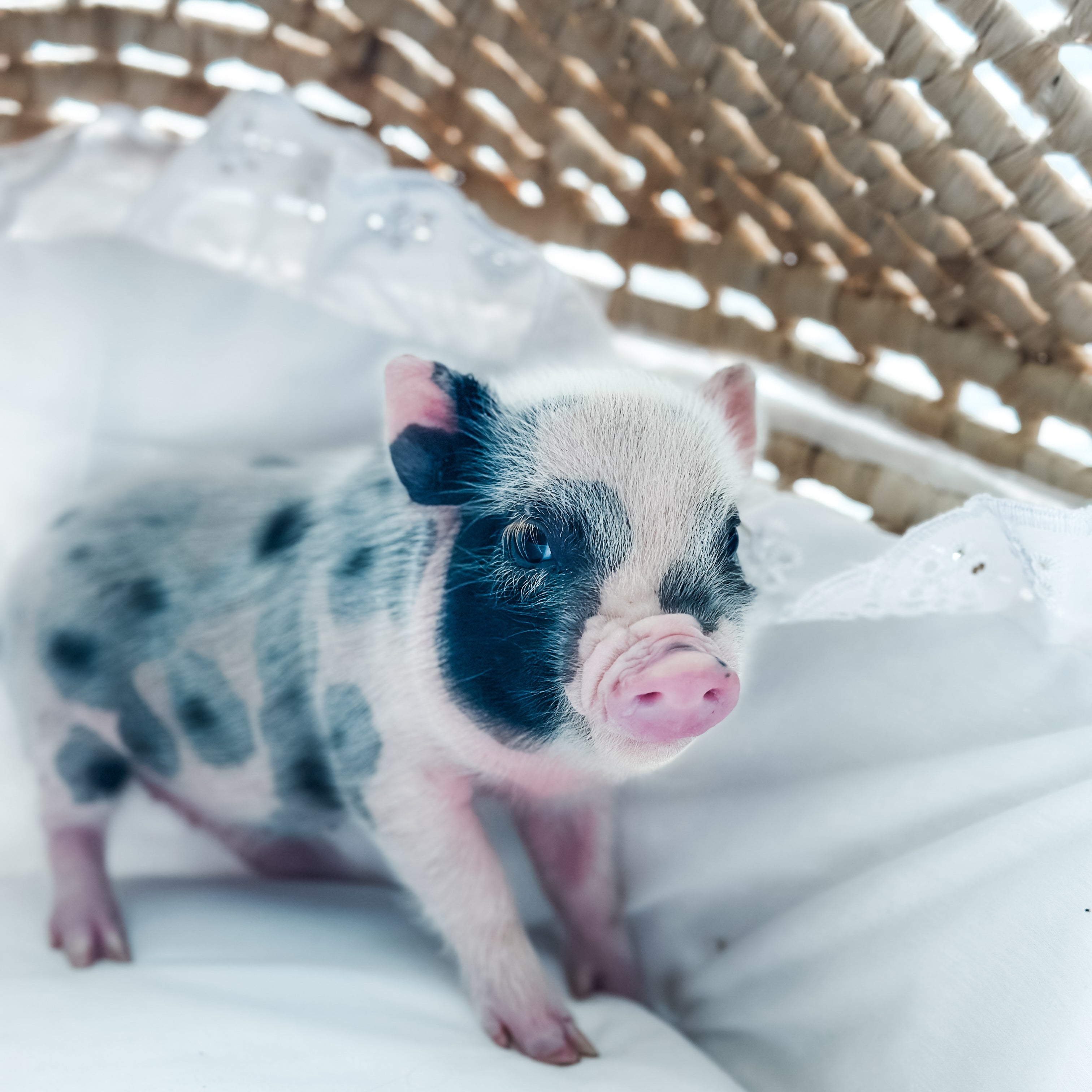 XXS - 01-02-25 - Warden Walnut - Male - Juliana Mini Pig