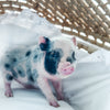 XXS - 01-02-25 - Warden Walnut - Male - Juliana Mini Pig