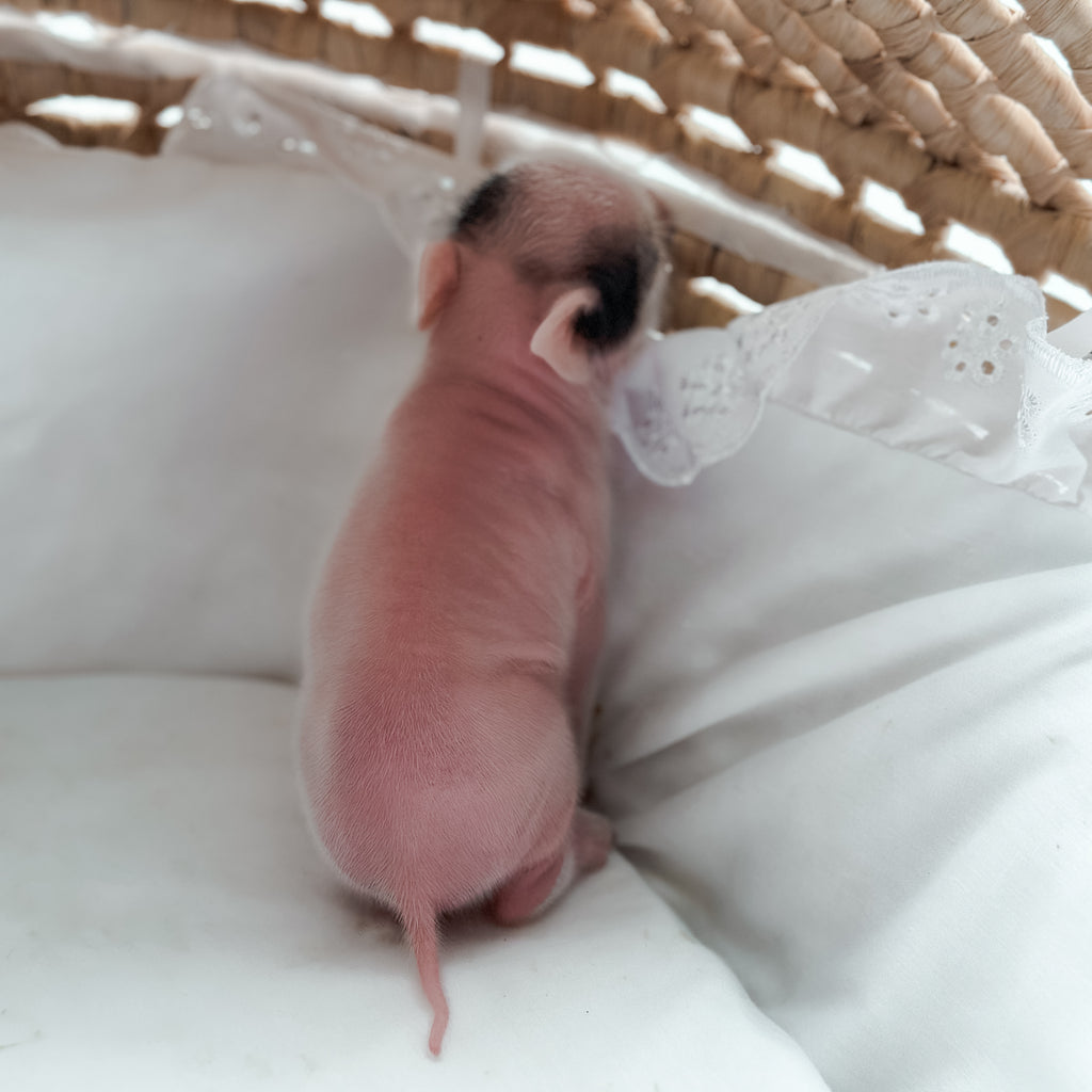 *Can go home now* XXS - 11-02-24 - Captian Crumpet - Male - Juliana Mini Pig