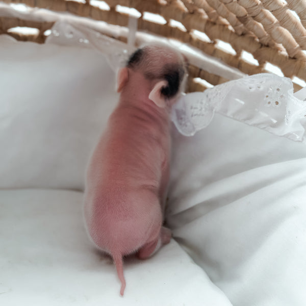 *Can go home now* XXS - 11-02-24 - Captian Crumpet - Male - Juliana Mini Pig