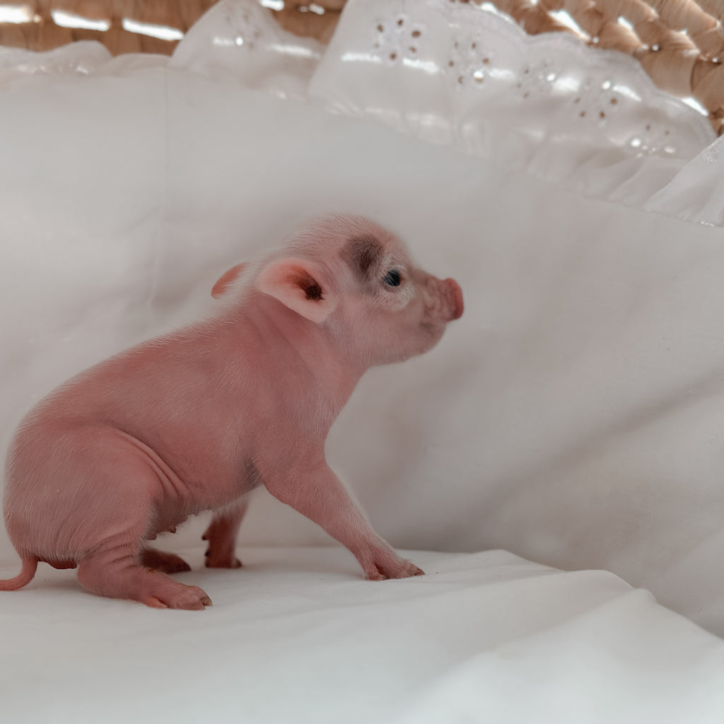 XXS - 11-02-24 - Princess Doughnut - Female - Juliana Mini Pig