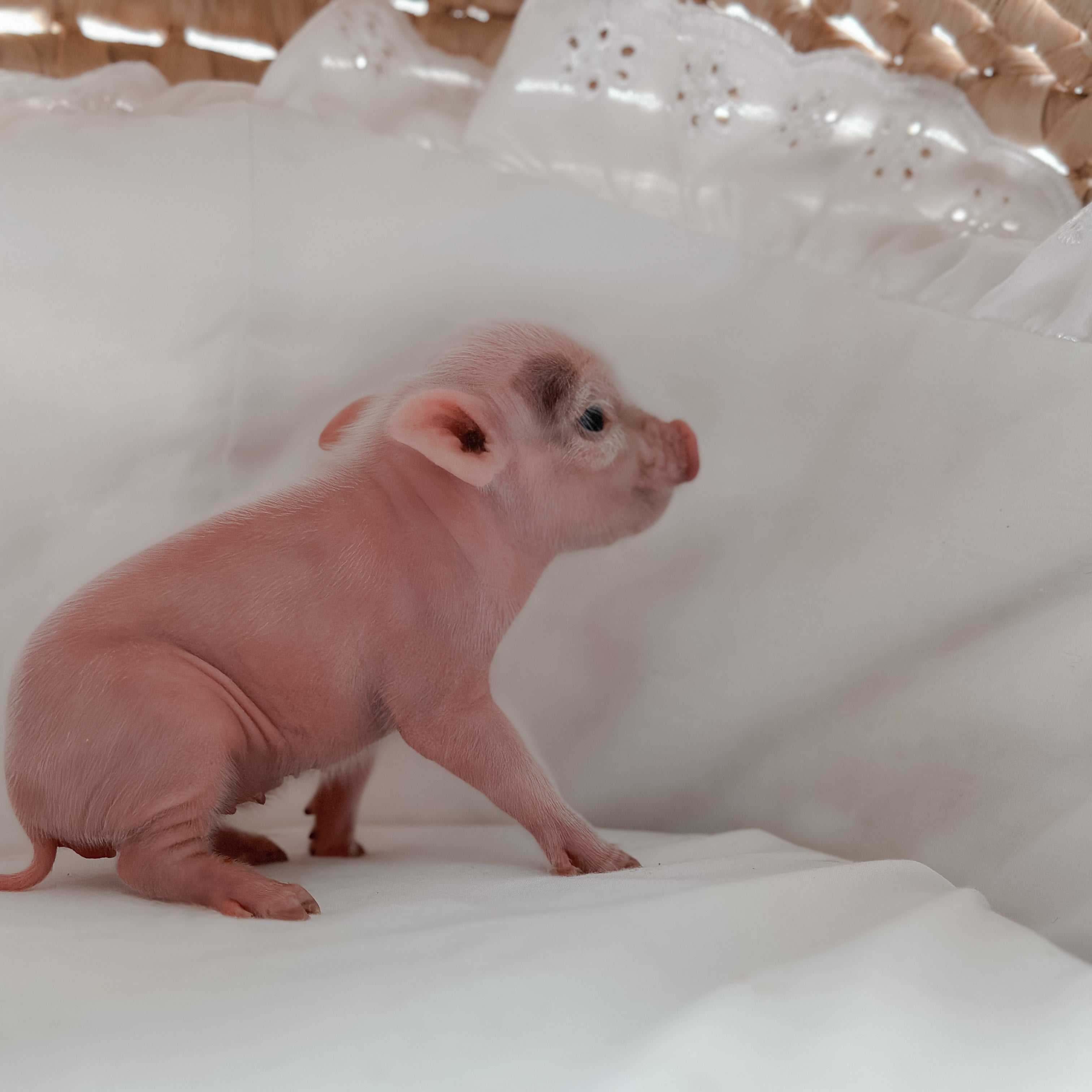 XXS - 11-02-24 - Princess Doughnut - Female - Juliana Mini Pig