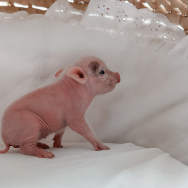 XXS - 11-02-24 - Princess Doughnut - Female - Juliana Mini Pig