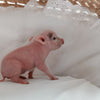 XXS - 11-02-24 - Princess Doughnut - Female - Juliana Mini Pig