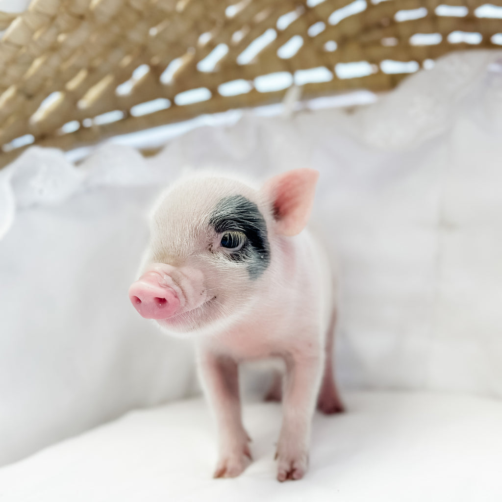 XXS - 08-05-23 - Sebastian - Male - Juliana Mini Pig