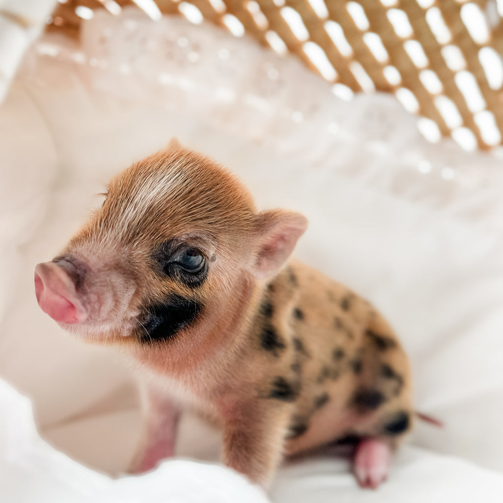 XXS - 11-02-24 - King Caramel - Male - Juliana Mini Pig