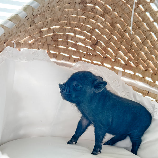 XXS - 01-02-25 - *Super Runt* Pixel - Female - Juliana Mini Pig