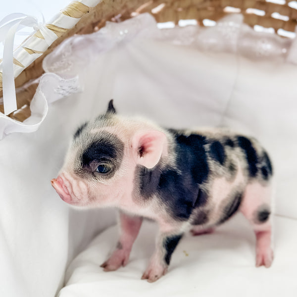 XXS - 01-16-25 - Professor Licorice - Male - Juliana Mini Pig