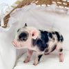 XXS - 01-16-25 - Professor Licorice - Male - Juliana Mini Pig