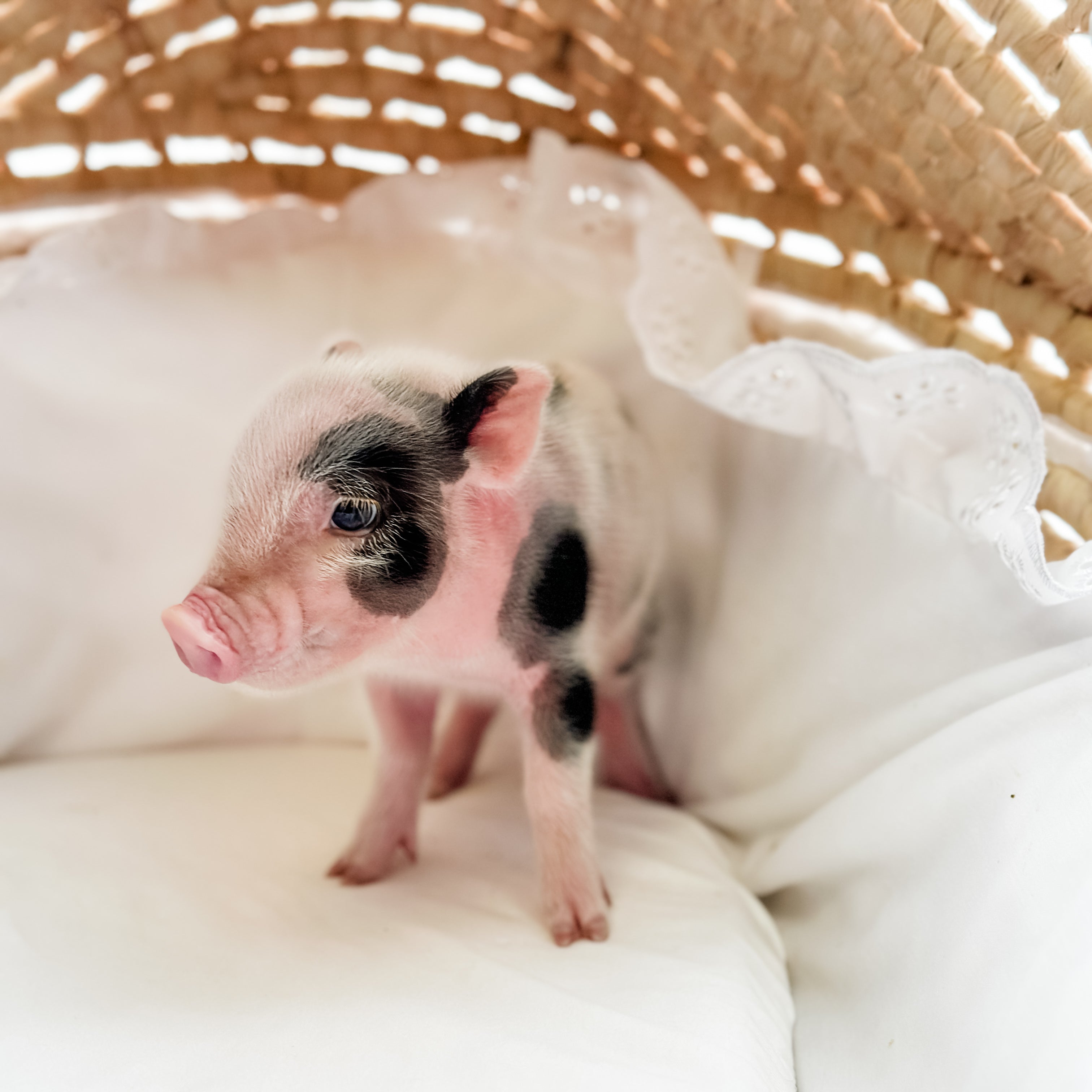 XXS - 11-02-24 - Madam Macaroon - Female - Juliana Mini Pig