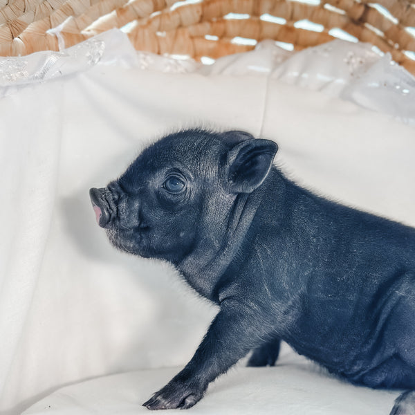 04-12-25 - Queen Biscuit  - Female - Juliana x American Mini Pig