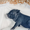 04-12-25 - Queen Biscuit  - Female - Juliana x American Mini Pig