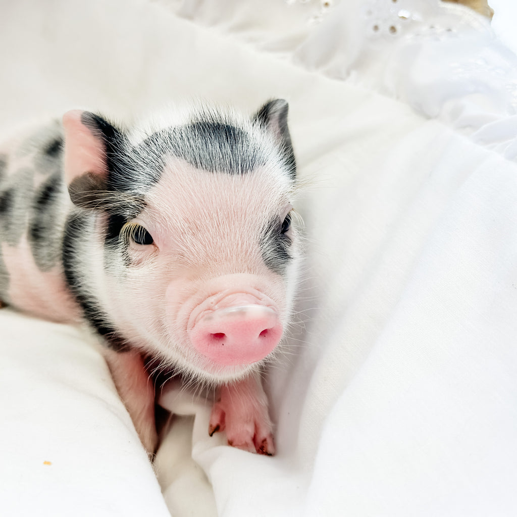 XXS - 08-05-23 - Fletcher - Male - Juliana Mini Pig