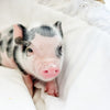 XXS - 08-05-23 - Fletcher - Male - Juliana Mini Pig