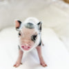 XXS - 08-05-23 - Fletcher - Male - Juliana Mini Pig