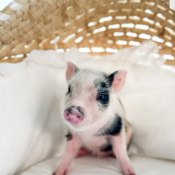 04-12-25 - Sir Crumble - Male - Juliana x American Mini Pig