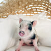 04-12-25 - Sir Crumble - Male - Juliana x American Mini Pig