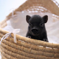 Sugarcube - Female