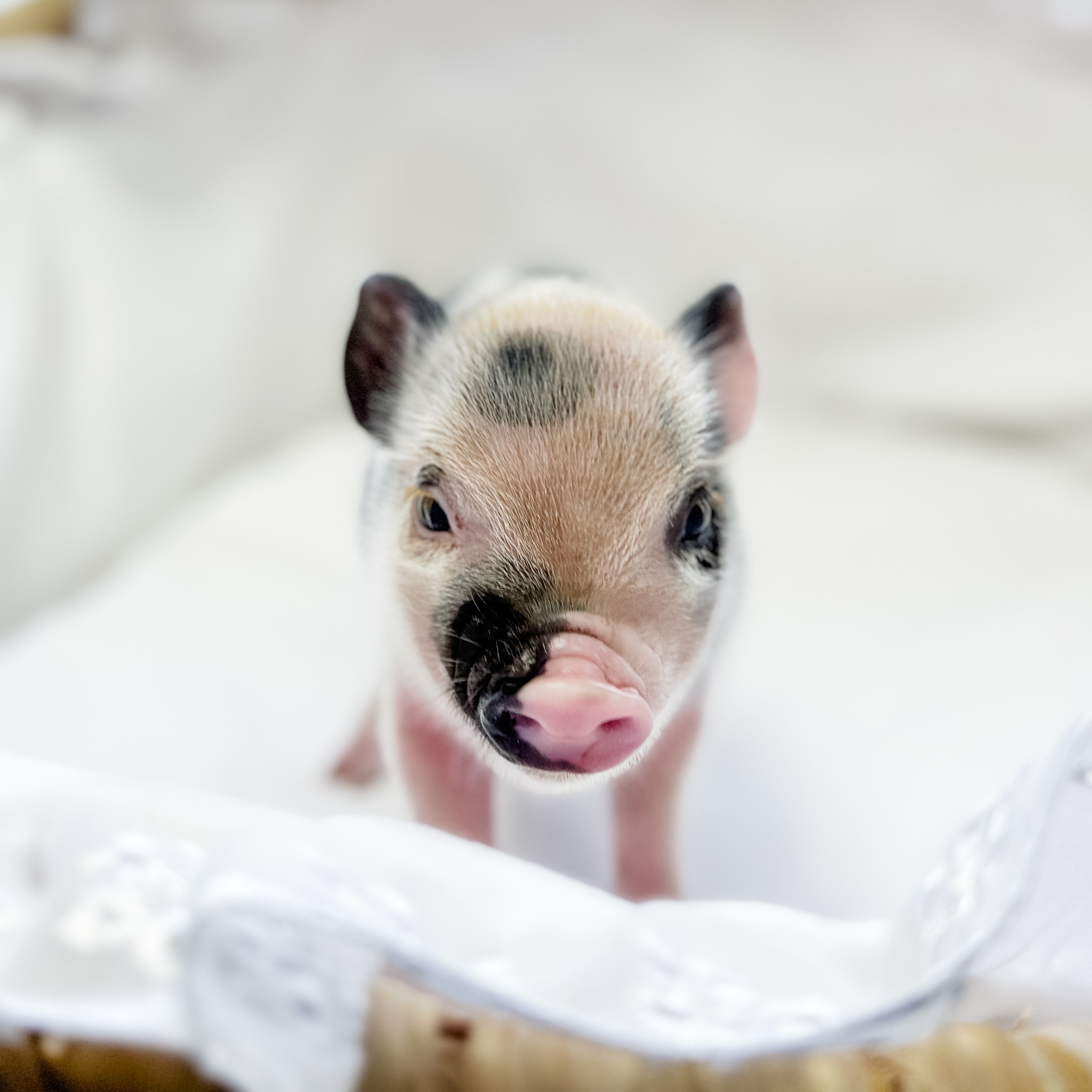 XXS - 01-14-25 - Queen Skittles - Female - Juliana Mini Pig