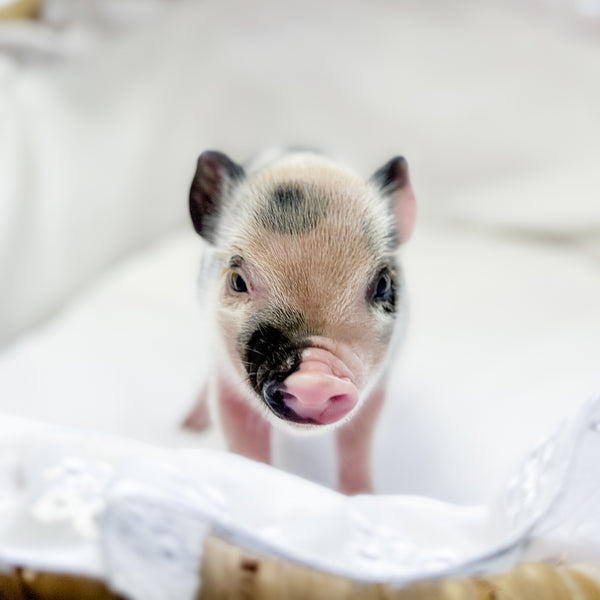 XXS - 01-14-25 - Queen Skittles - Female - Juliana Mini Pig