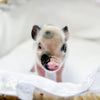XXS - 01-14-25 - Queen Skittles - Female - Juliana Mini Pig