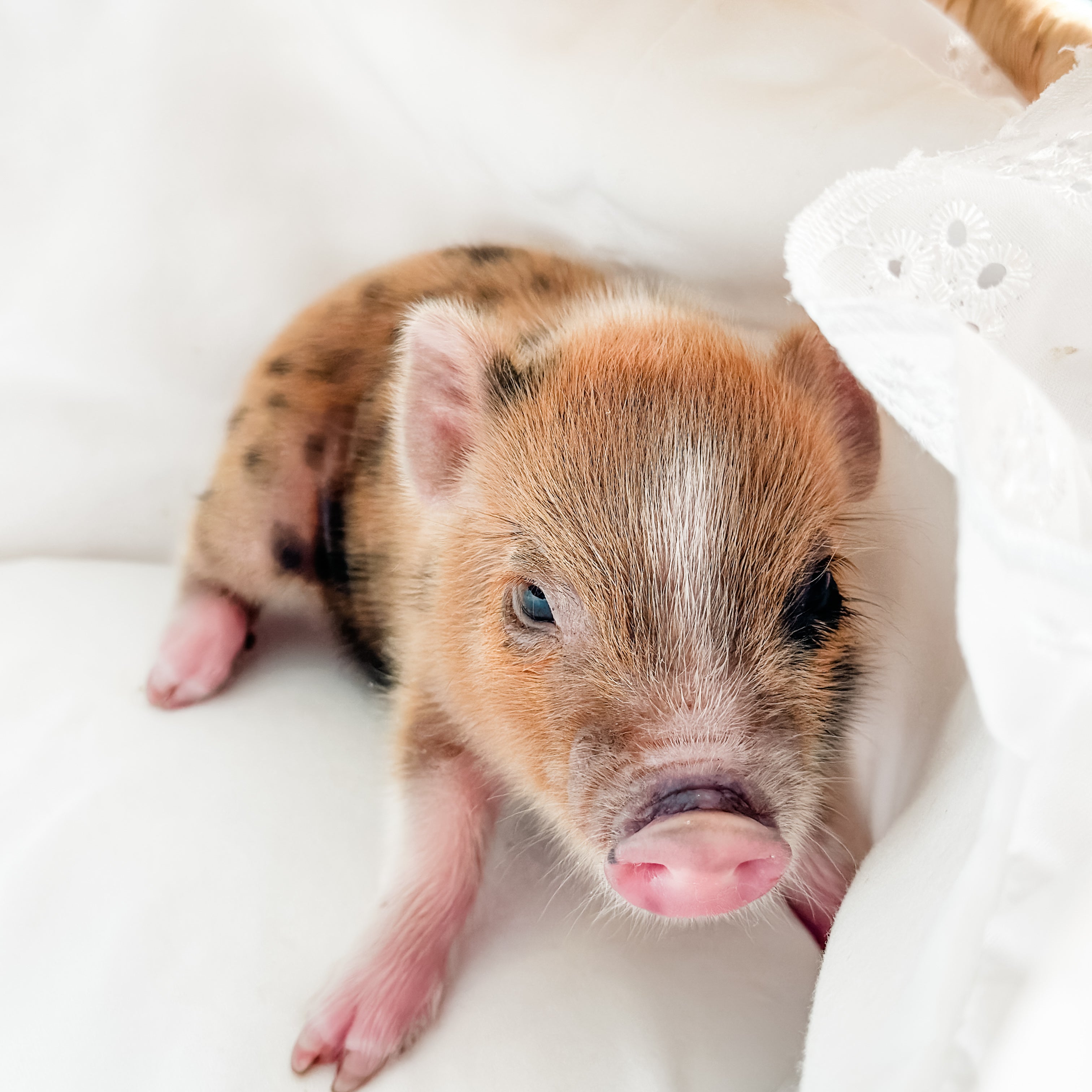 XXS - 11-02-24 - King Caramel - Male - Juliana Mini Pig