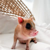 XXS - 08-05-23 - Lydia - Female - Juliana Mini Pig