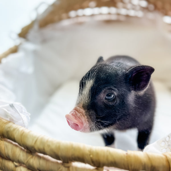XXS - 11-03-24 - Matron Shortcake - Female - Juliana Mini Pig