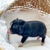 XXS - 11-03-24 - Matron Shortcake - Female - Juliana Mini Pig