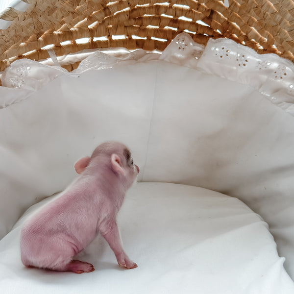 XXS - 11-02-24 - Princess Doughnut - Female - Juliana Mini Pig