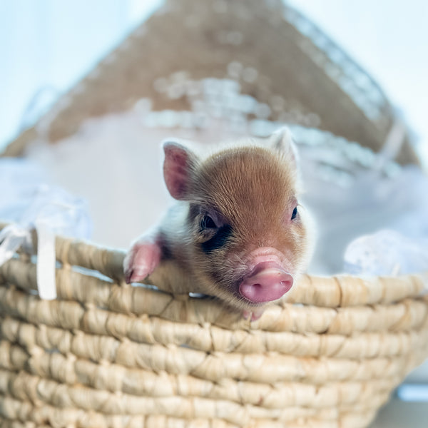 XS - 04-12-25 - Lady Red Velvet - Female - Juliana Mini Pig