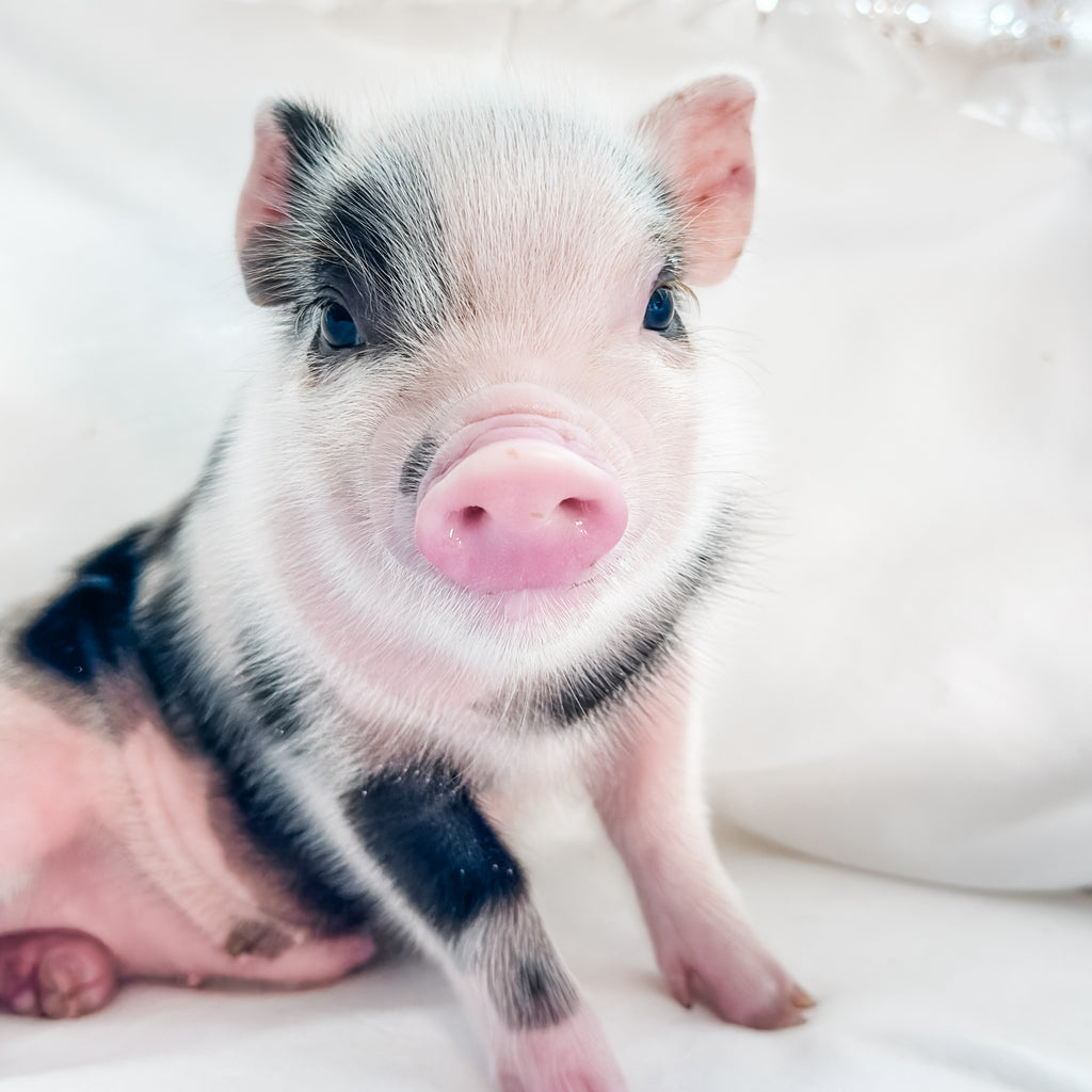 04-12-25 - King Snuffles - Male - Juliana x American Mini Pig