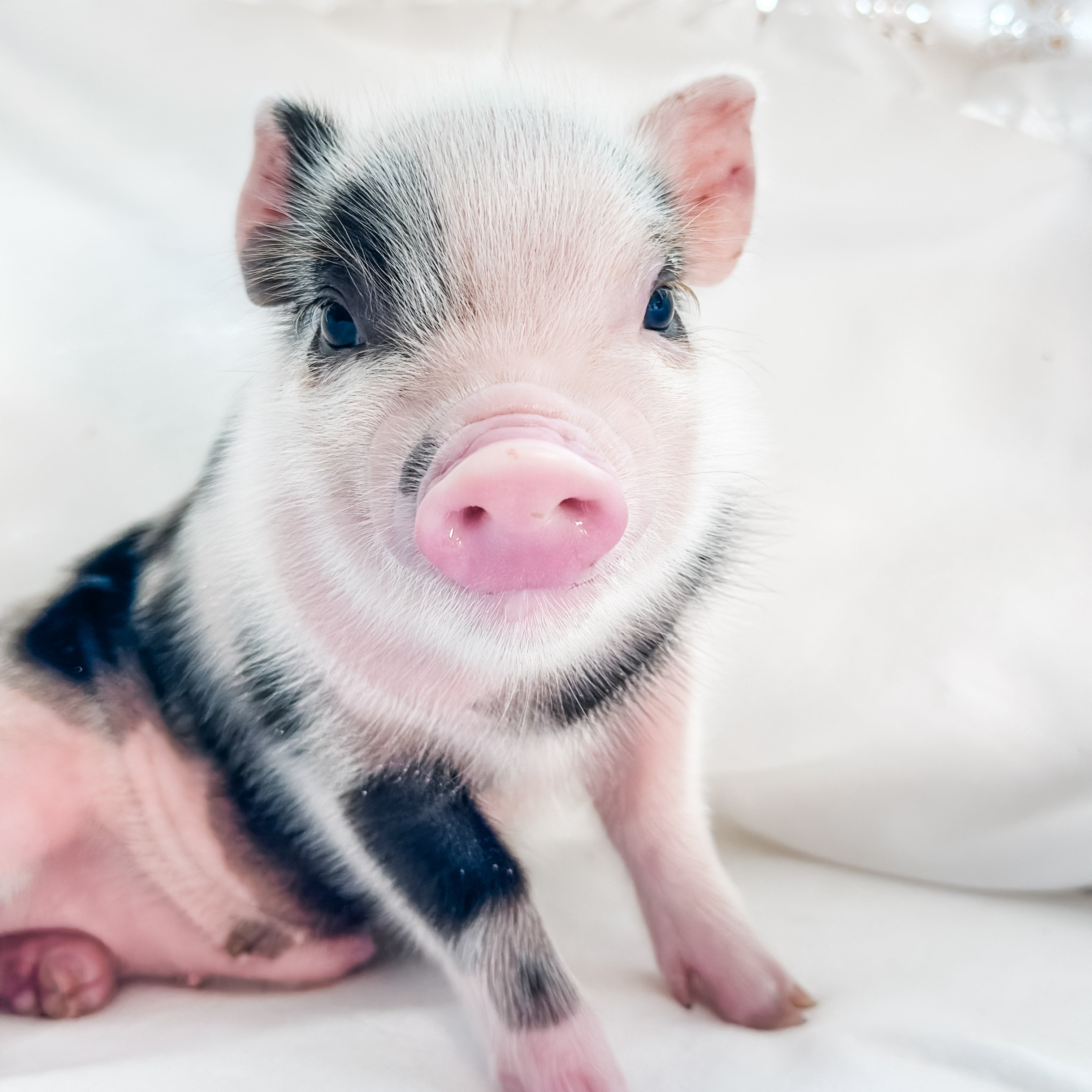 04-12-25 - King Snuffles - Male - Juliana x American Mini Pig