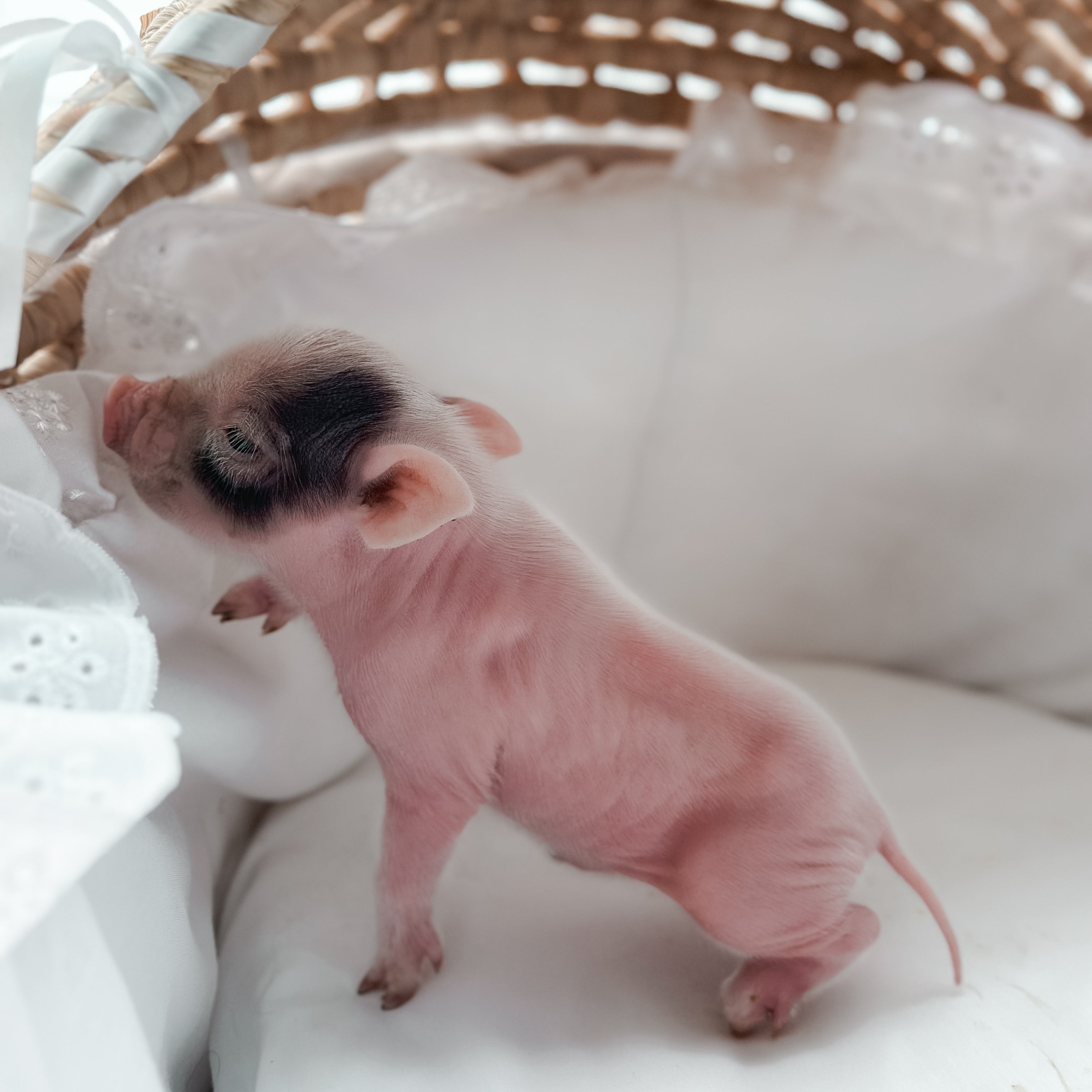 *Can go home now* XXS - 11-02-24 - Captian Crumpet - Male - Juliana Mini Pig