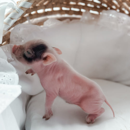 *Can go home now* XXS - 11-02-24 - Captian Crumpet - Male - Juliana Mini Pig