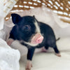 XXS - 11-03-24 - Matron Shortcake - Female - Juliana Mini Pig