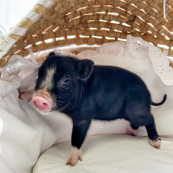 XXS - 11-03-24 - Matron Shortcake - Female - Juliana Mini Pig