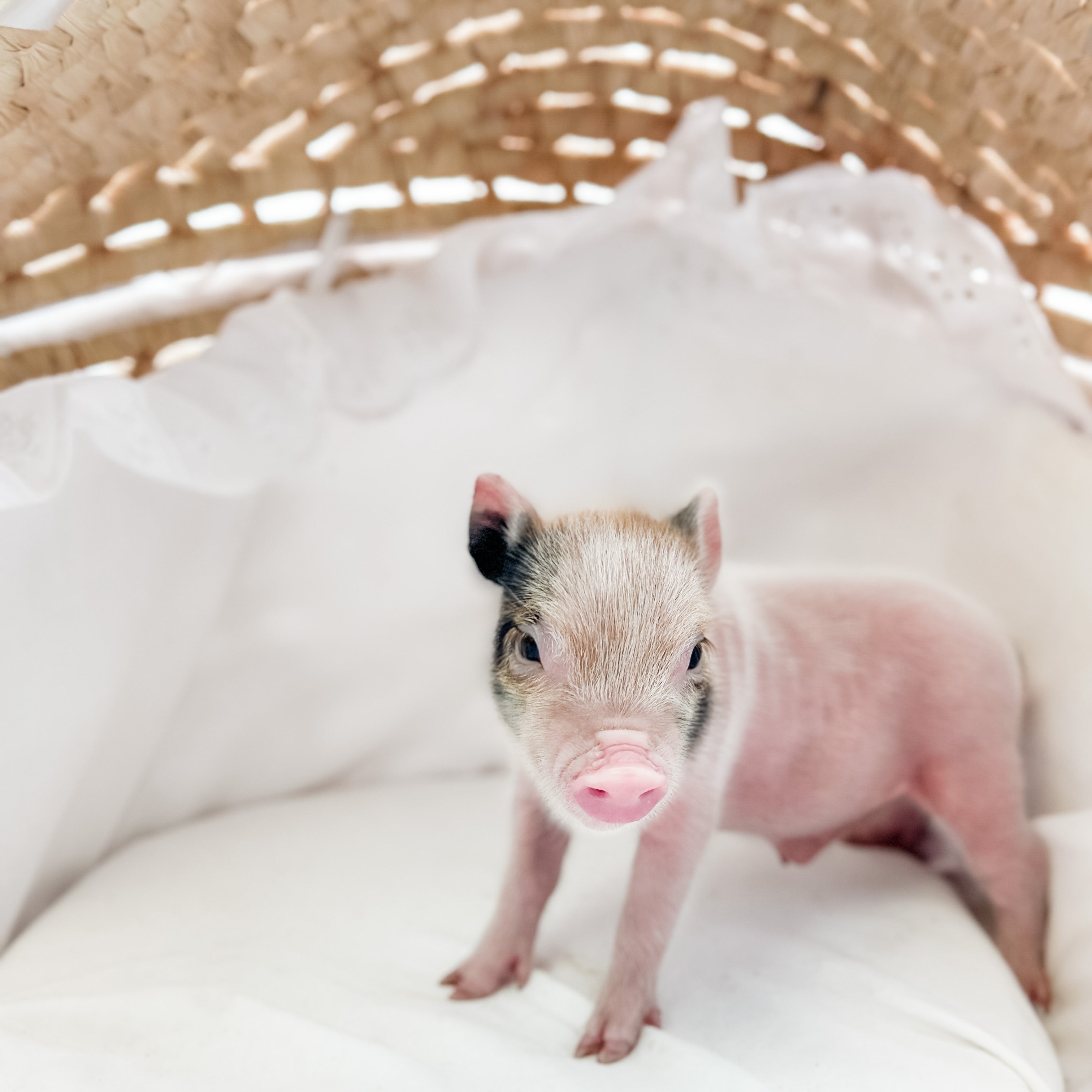 XXS - 08-26-23 - Sammy - Male - Juliana Mini Pig