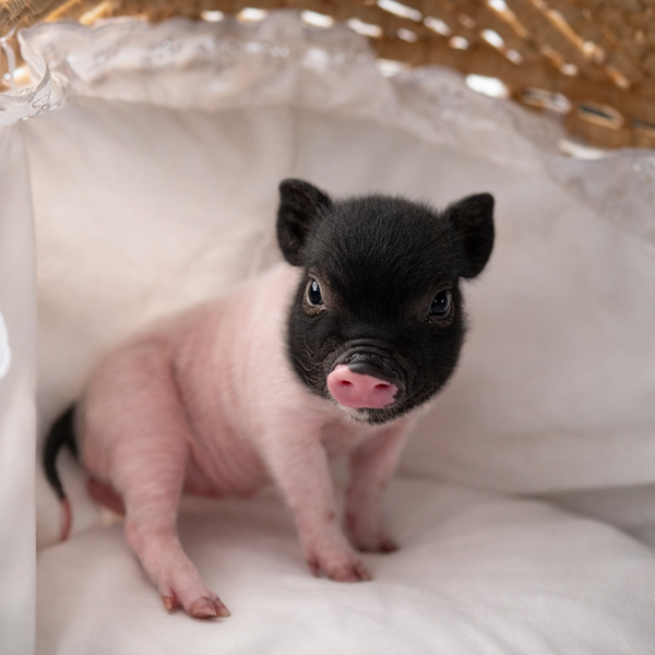 12-26-25- Lady Sugarplum - Female - Juliana x American Mini Pig