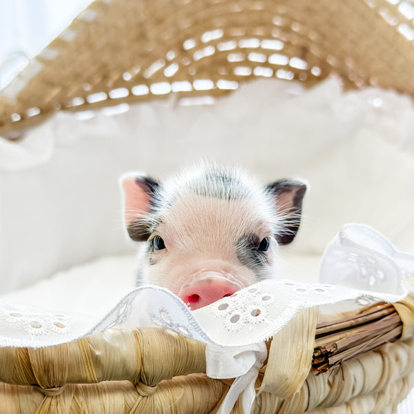 XXS - 08-05-23 - Fletcher - Male - Juliana Mini Pig