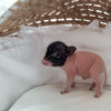 *Can go home now* XXS - 11-03-24 - Captain Cupcake- Male - Juliana Mini Pig