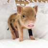 XXS - 08-05-23 - Hattie - Female - Juliana Mini Pig