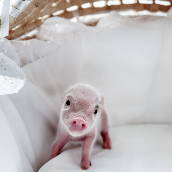 XXS - 11-02-24 - Princess Doughnut - Female - Juliana Mini Pig