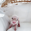 XXS - 11-02-24 - Princess Doughnut - Female - Juliana Mini Pig